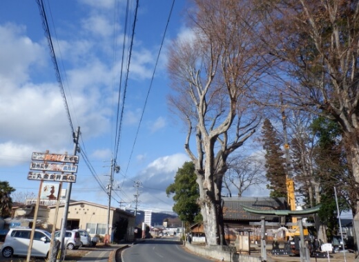 樹木医と連携した適切な剪定